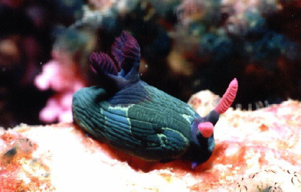 Nembrotha cf chamberlaini